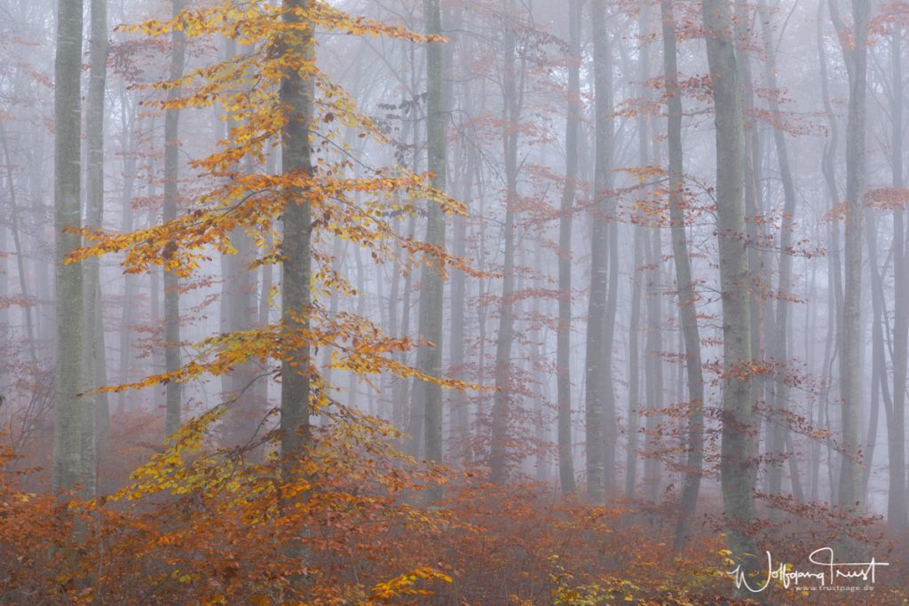 Herbstnebel  Entspannte Fotografie - Der Blog